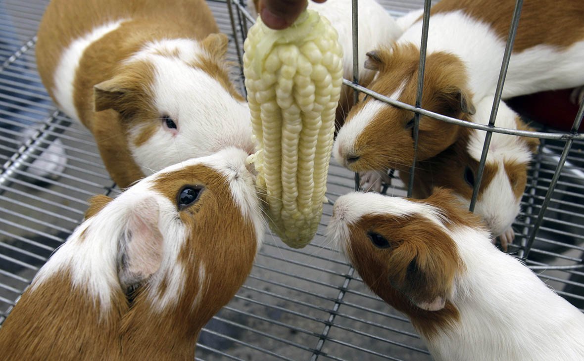 Морские свинки с котами