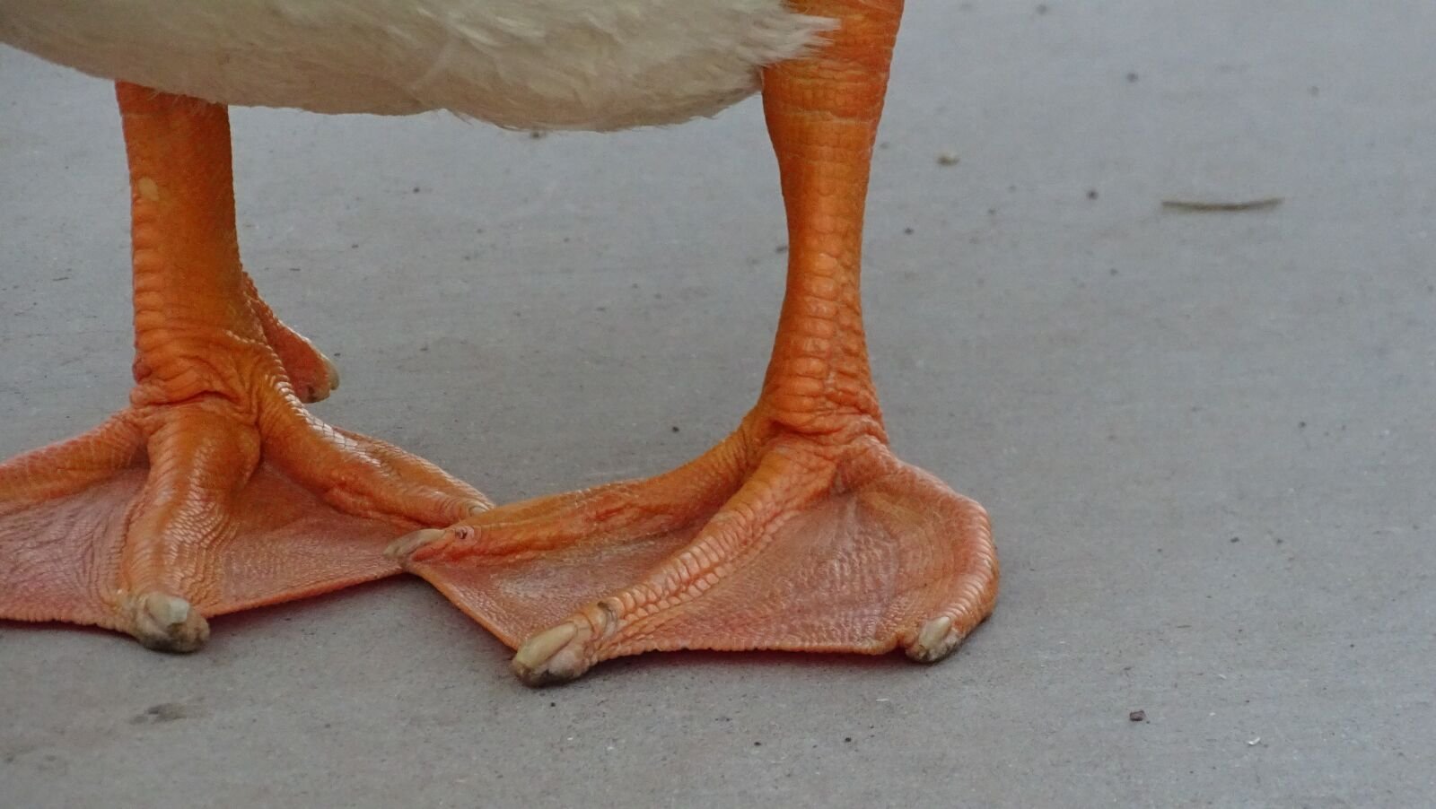 Лапка утенка. Ноги птиц. Ноги водоплавающих птиц. Лапки Утиные. Птичья нога.