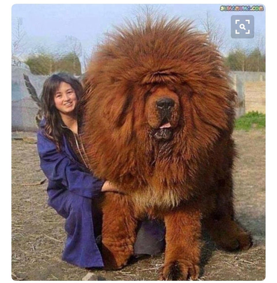 Китайский тибетский мастиф