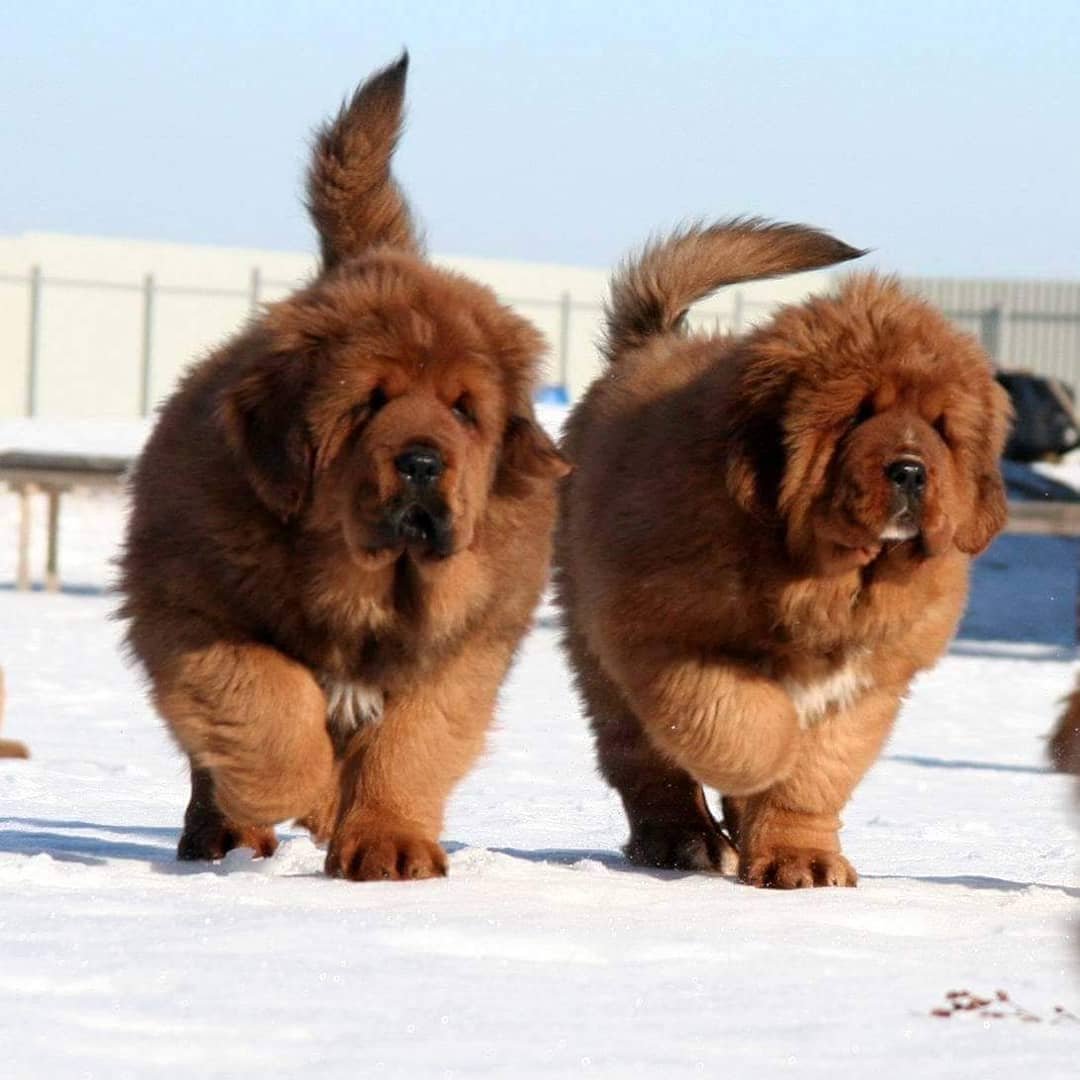 Чау чау большие