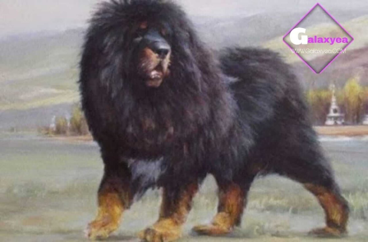 Тибетский мастиф гигантский исполин