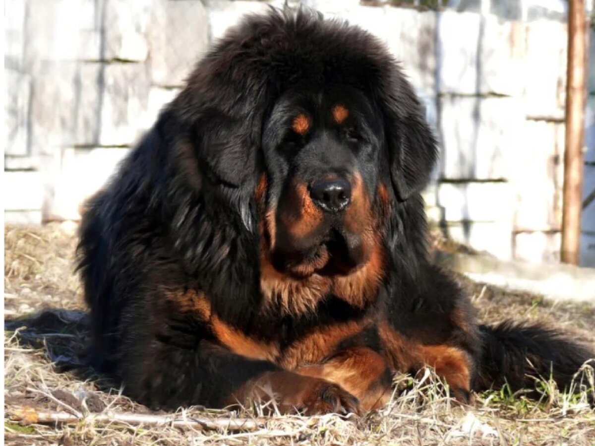 Огромная собака порода. Тибетский мастиф. Тибетский мастиф Хонг Донг. Мастиф тибетский мастиф. Тибетский мастиф черный.
