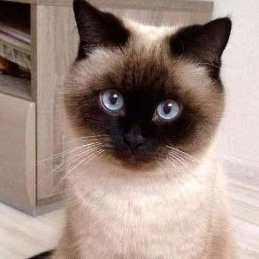 Сиамский скоттиш фолд