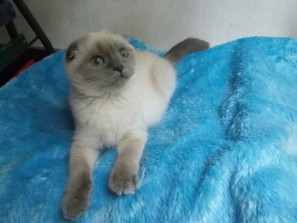 Обои на рабочий стол котята