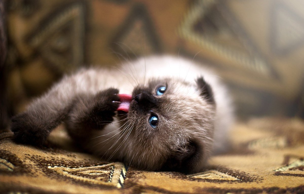 Шотландская вислоухая фолд колор Пойнт