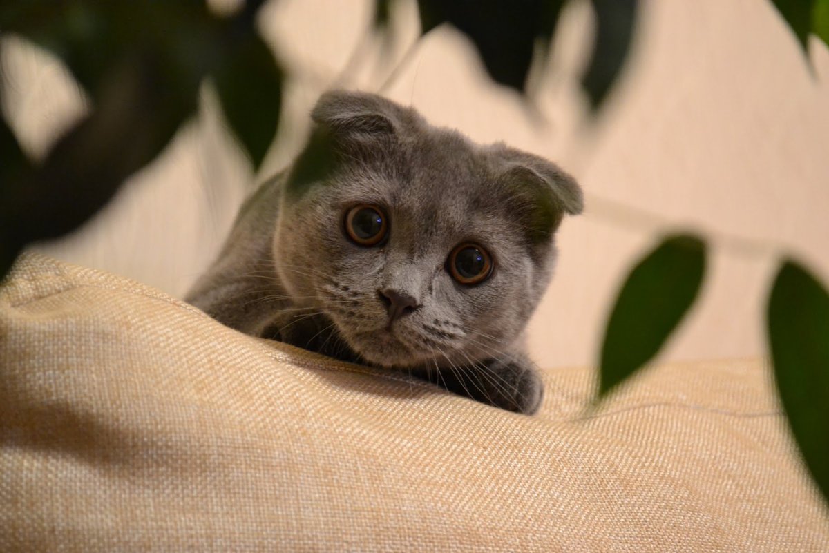 Сиамская вислоухая кошка