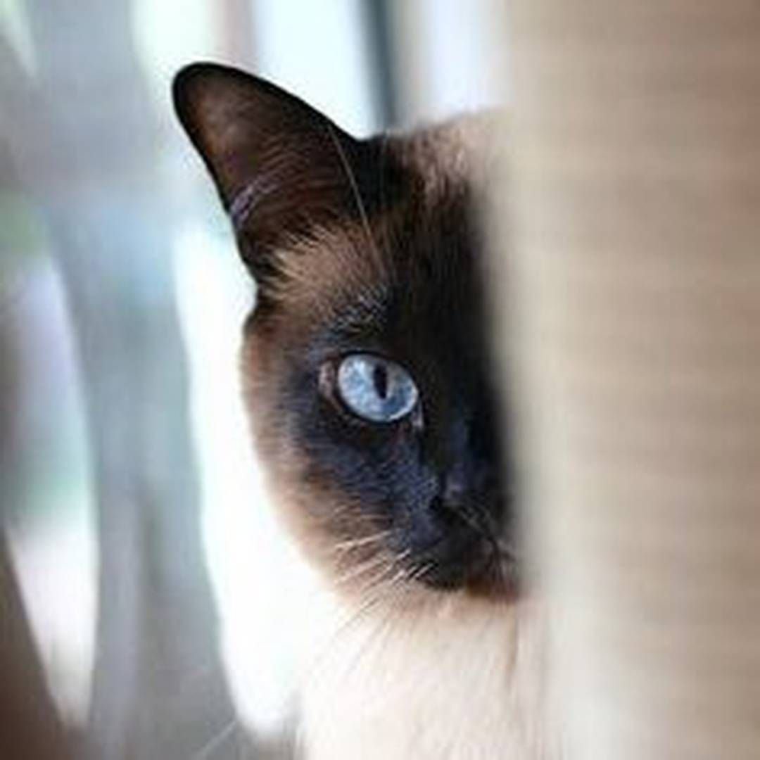 Сиамские вислоухие котята