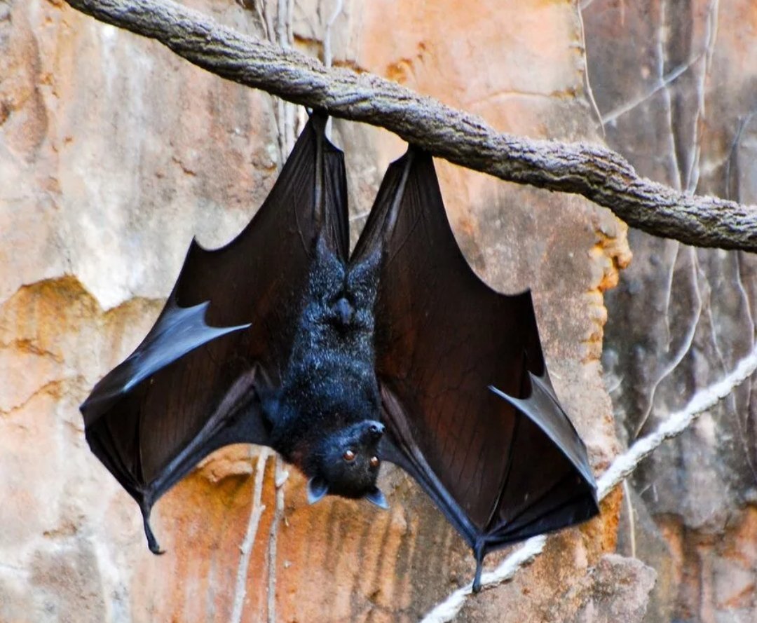 Нильский крылан