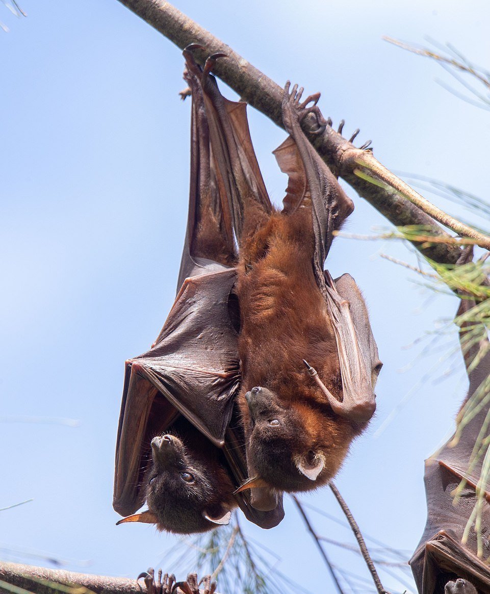 Крылан летучая лисица размер