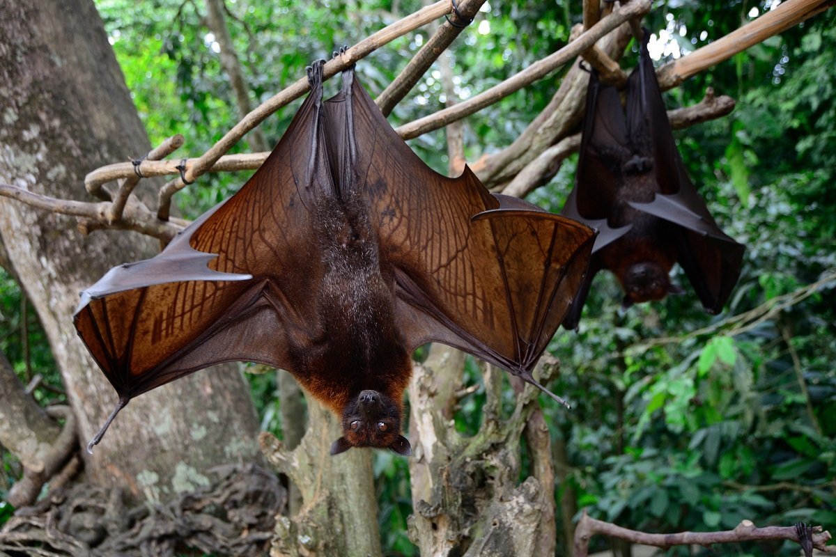 Калонг летучая лисица