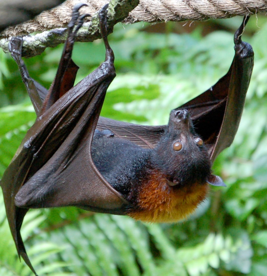 Сулавесский крылан