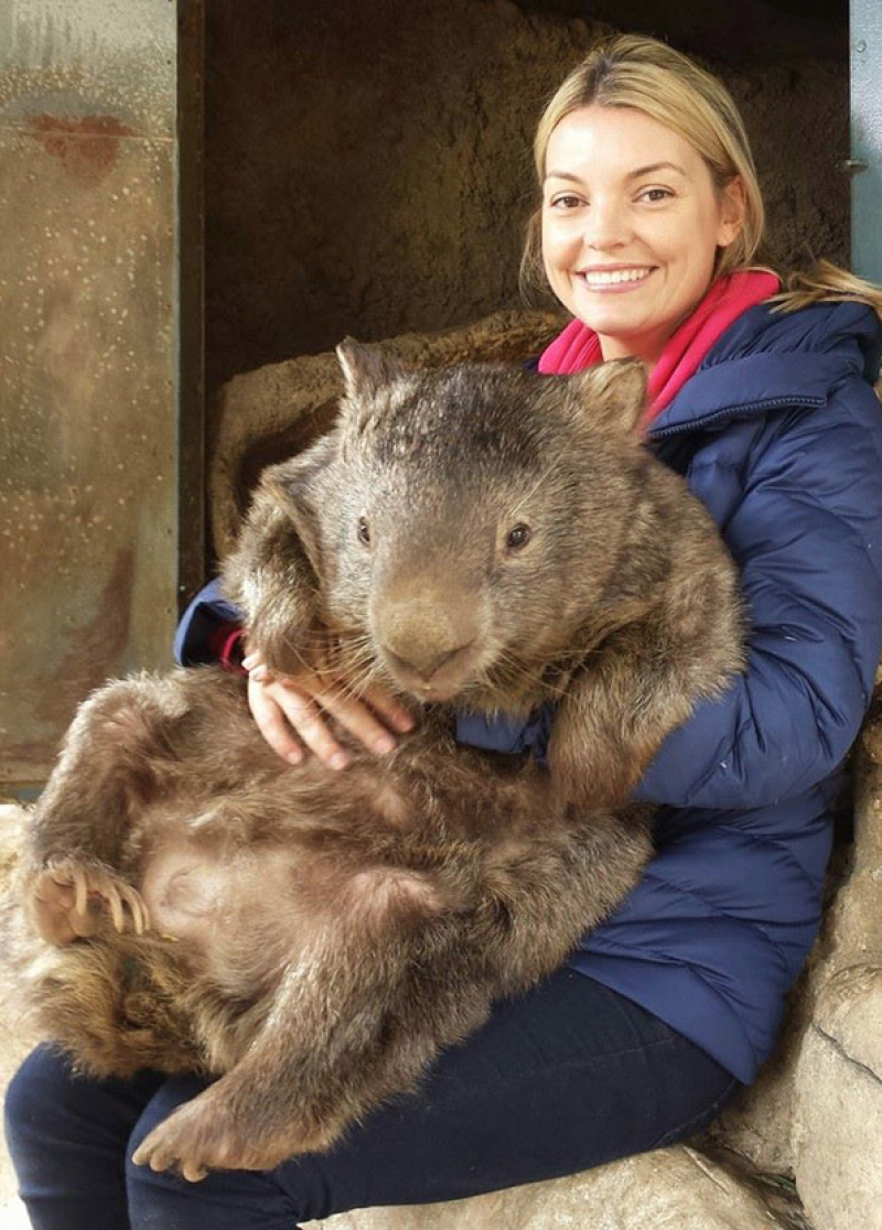 Австралийский хомяк вомбат