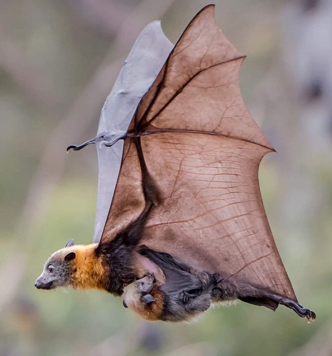 Крылан летучая лисица