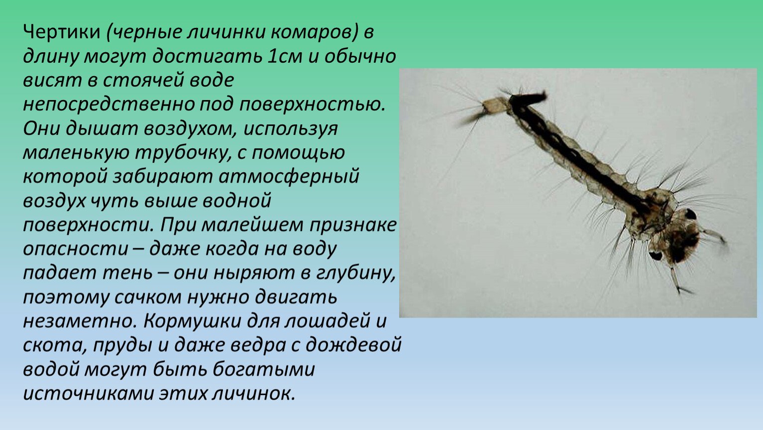 Какие животные питаются личинками комаров. Личинки перистоусого комара. Личинка комара хирономиды строение. Личинка комара среда обитания. Личинки комаров в водоемах.