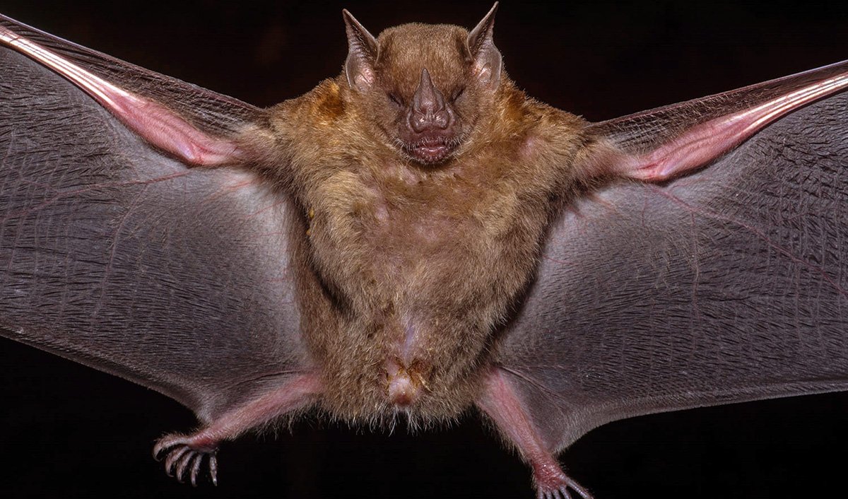 Складчатомордый листонос