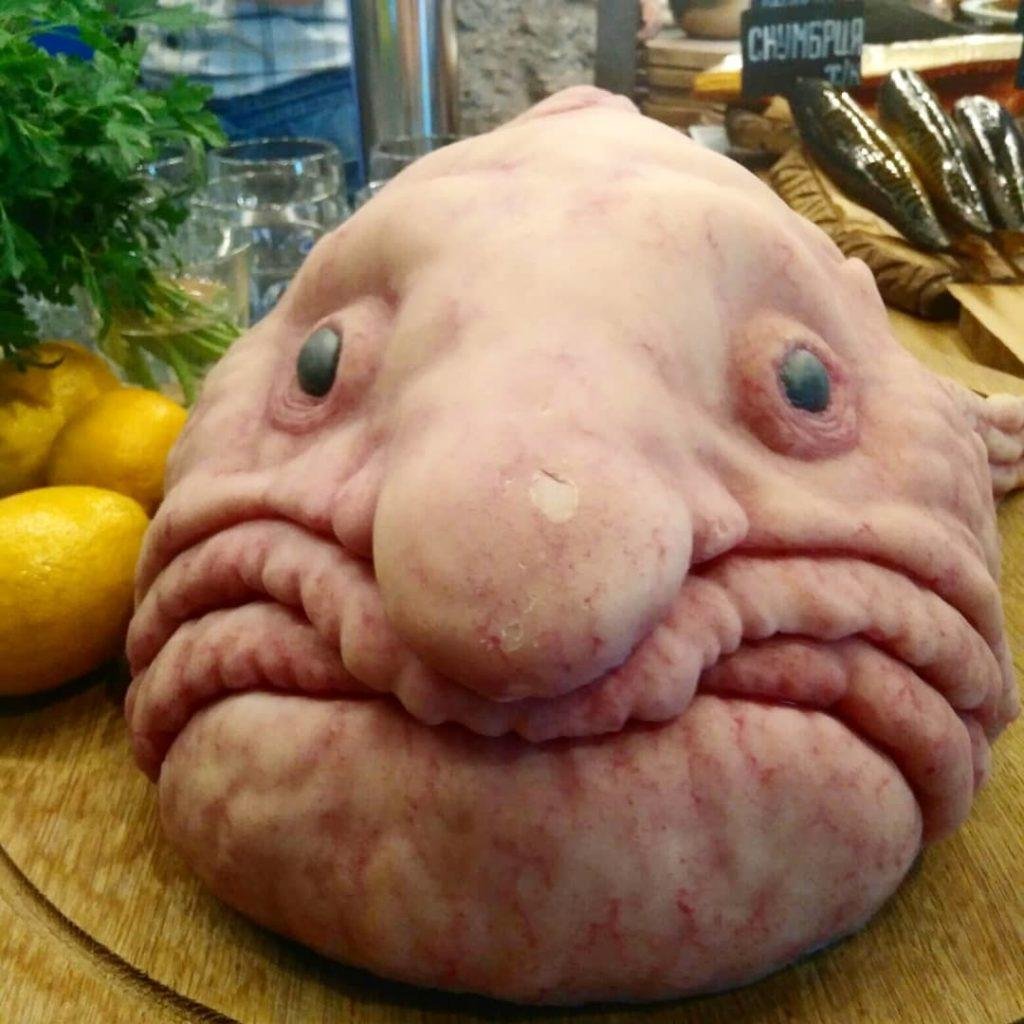 Японская исполинская саламандра и человек