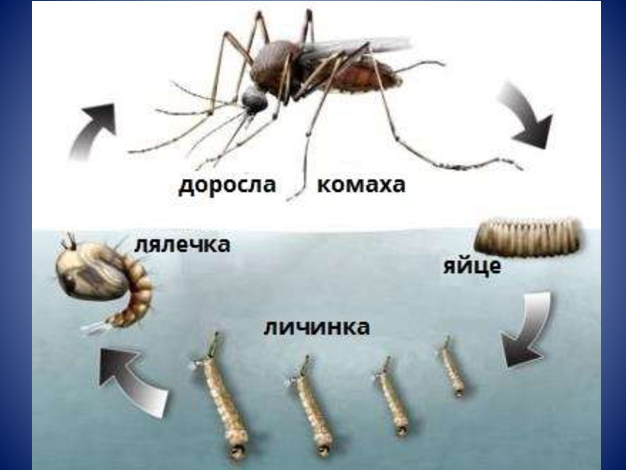 Стадия жизни насекомого