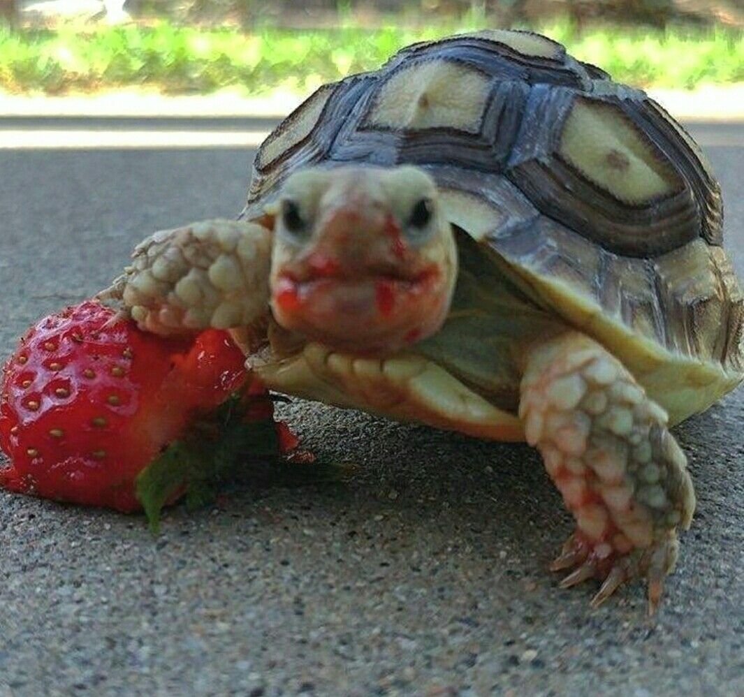 Милая черепашка