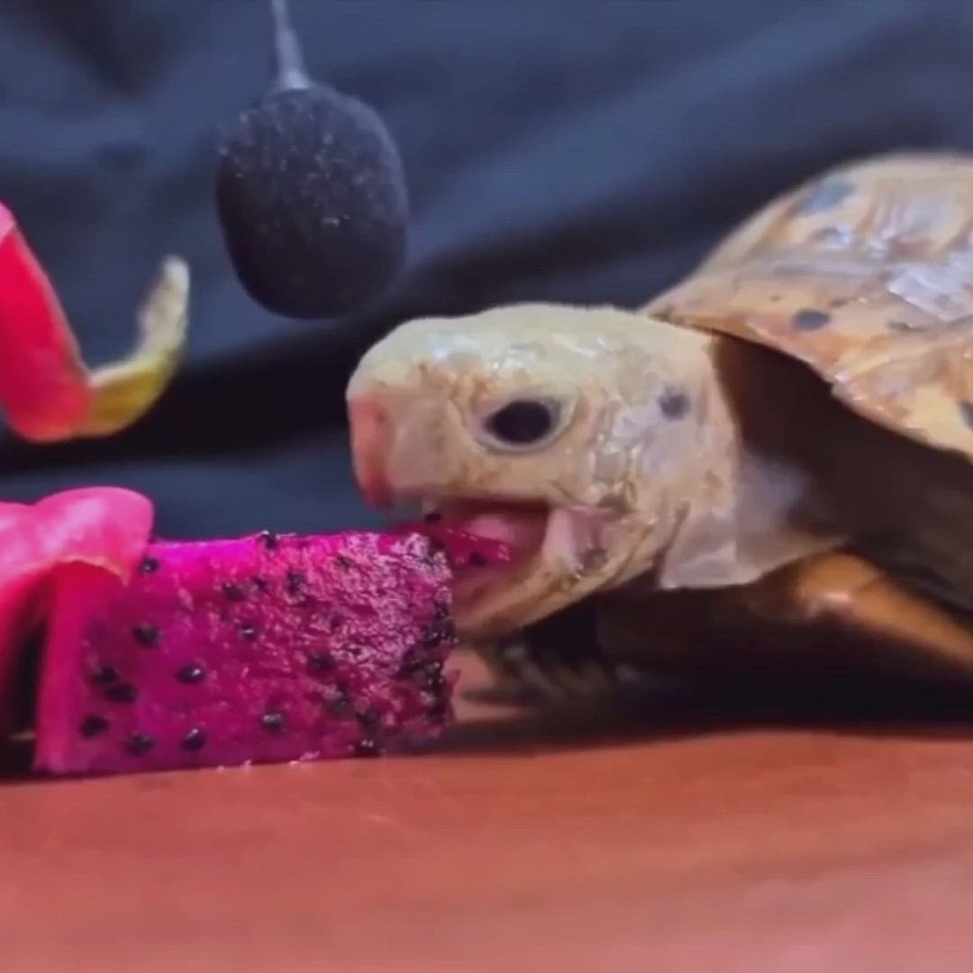 Рот черепахи открытый с зубами