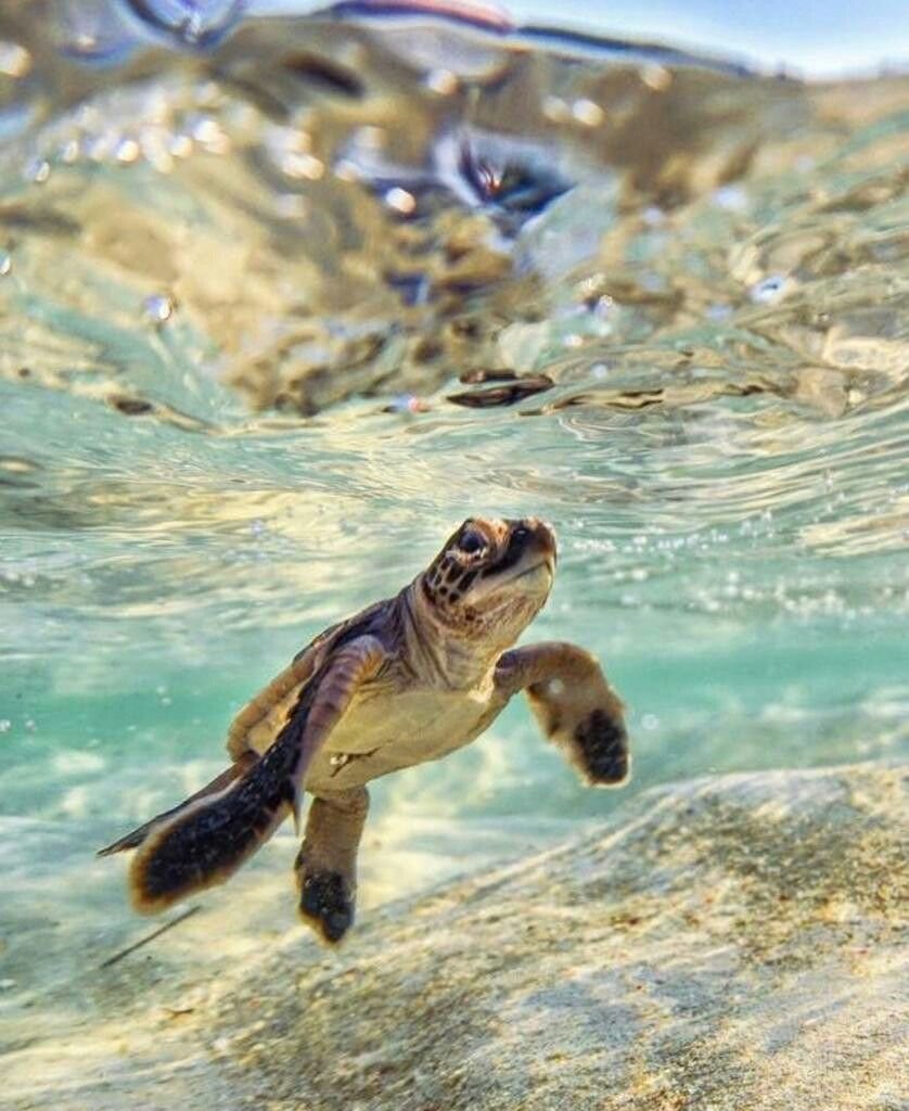 Черепашка улыбается