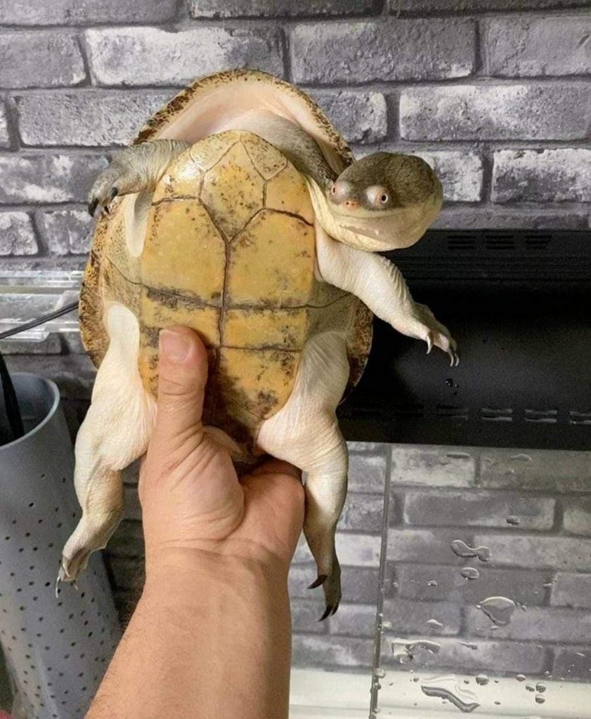 Черепаха и Черепашата