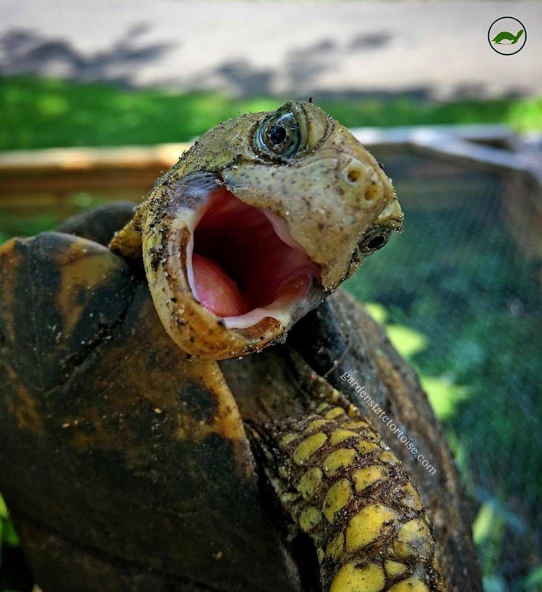 Смешные красноухие Черепашки