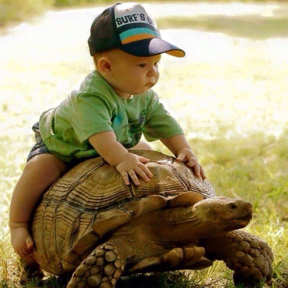 Смешные красноухие черепахи