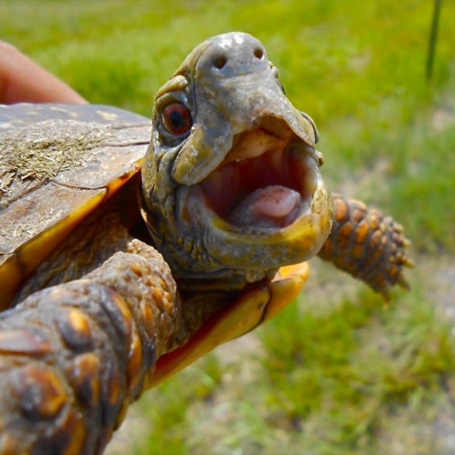 Смешные черепахи