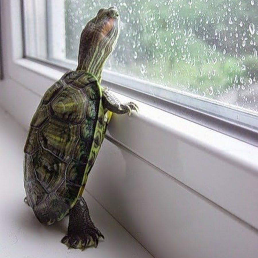 Морская черепаха и человек