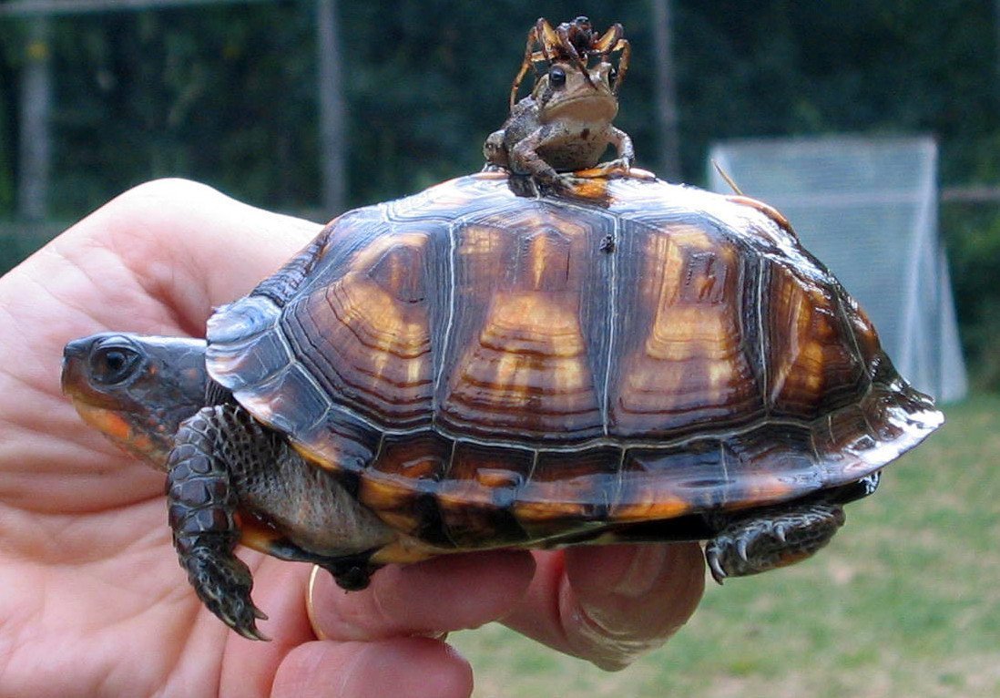 Черепашка в шапочке