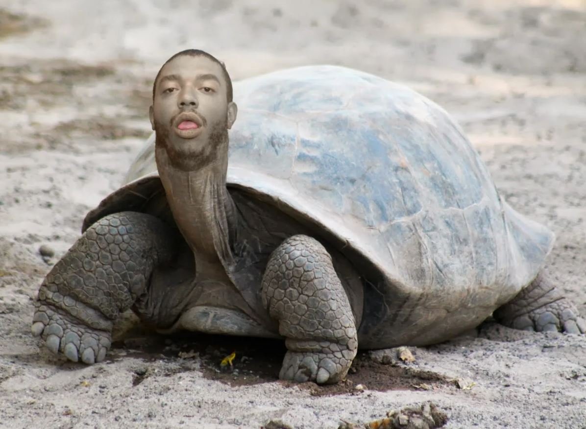 Смешная жаба