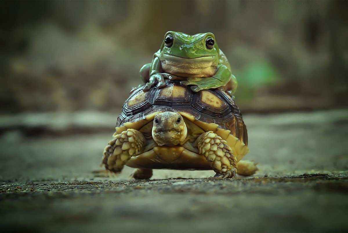 Всемирный день черепахи (World Turtle Day)