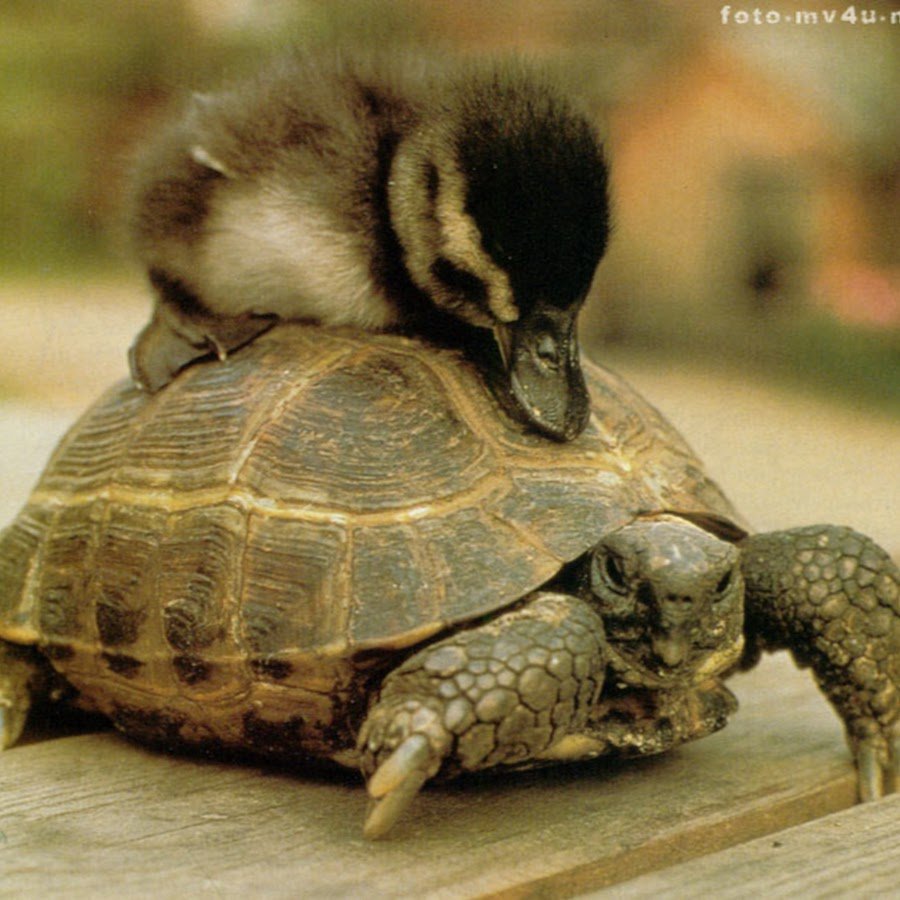 Смешные черепахи