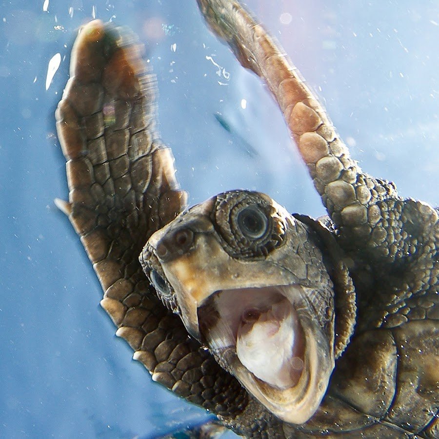 Кокоджамба черепаха