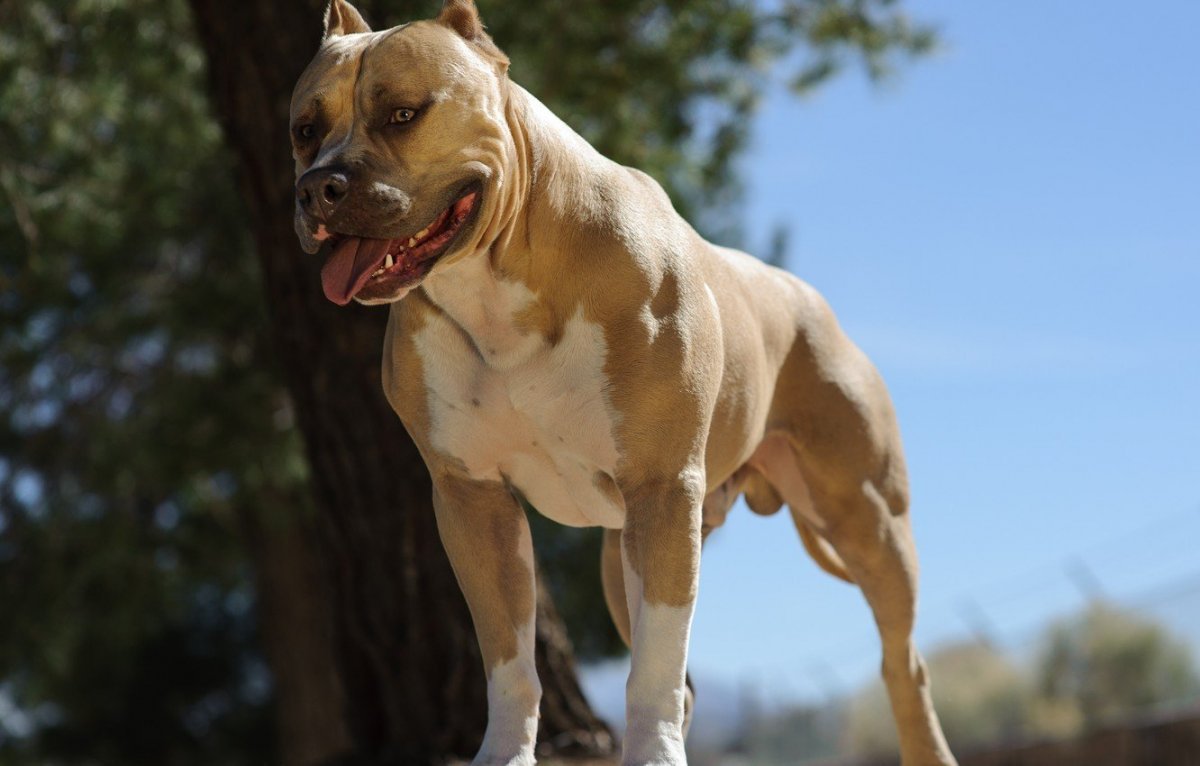 Питбуль американский питбультерьер