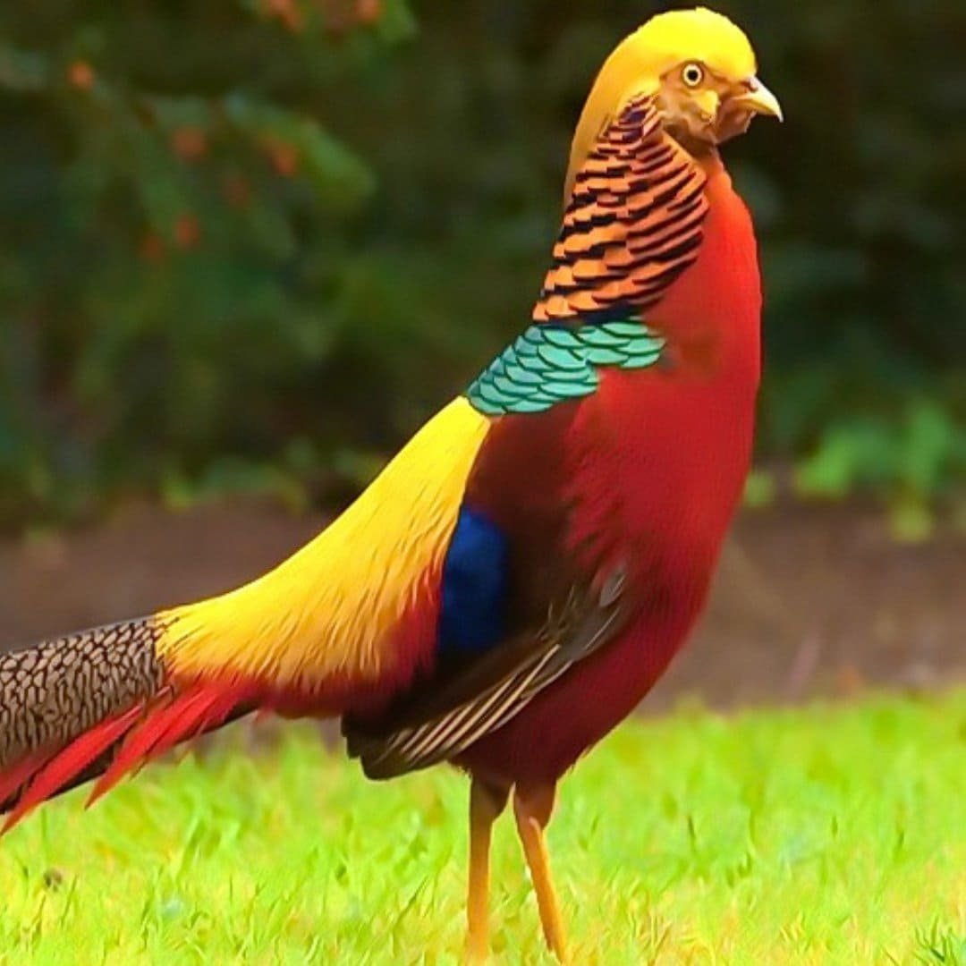 Золотой Королевский фазан