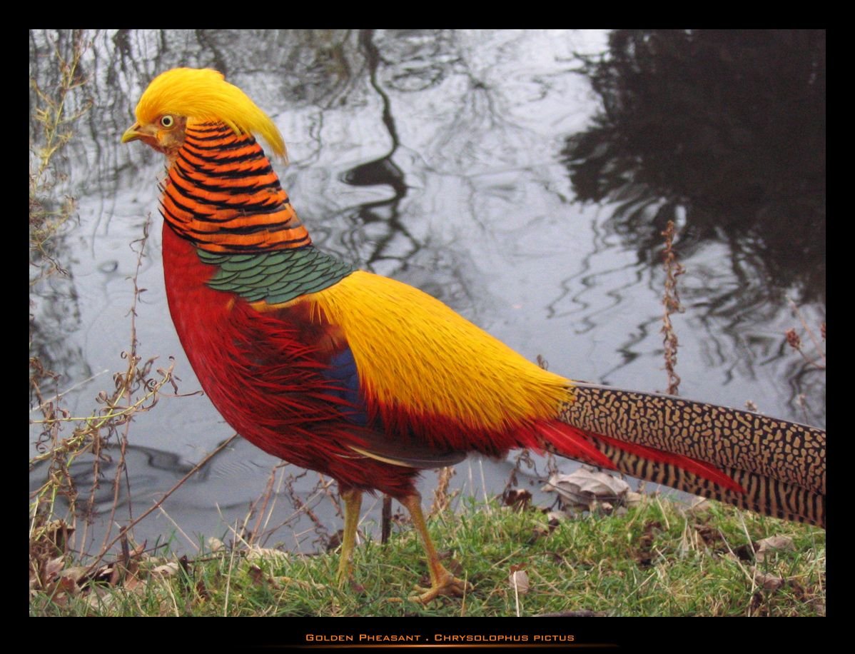 Огненный фазан