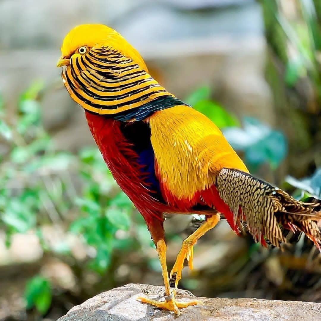 Золотоголовый фазан