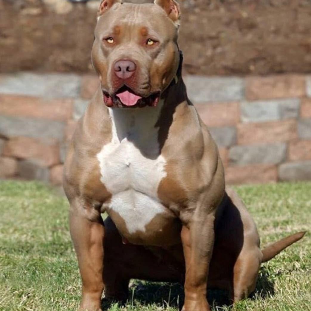 Питбуль чемпион мира по собачьим боям