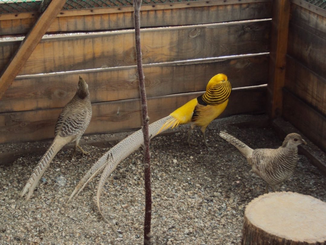 Фазан Эллиота