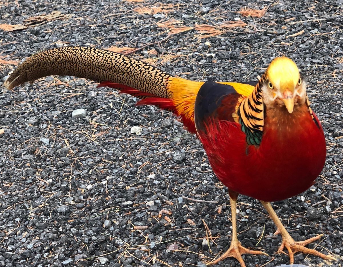 Золотой фазан в зоопарке