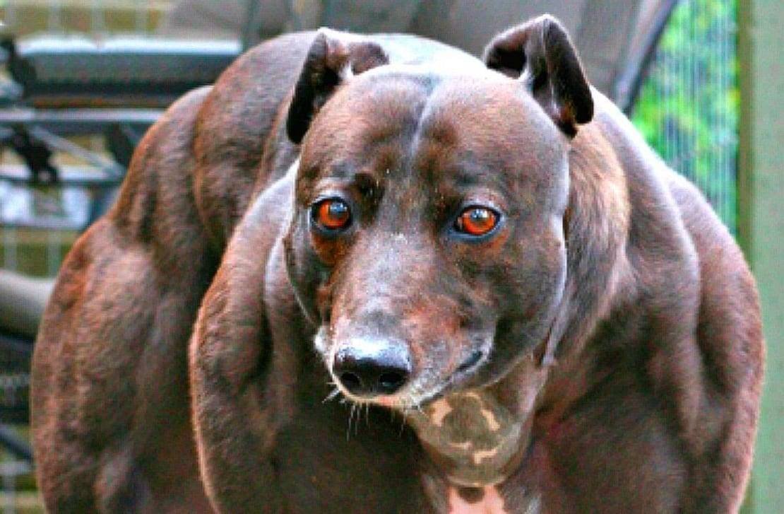 Уиппет Венди