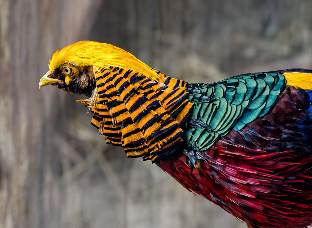 Золотоперый фазан