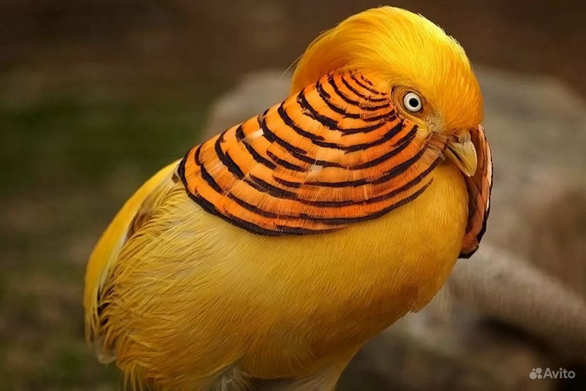 Фазан золотой желтый