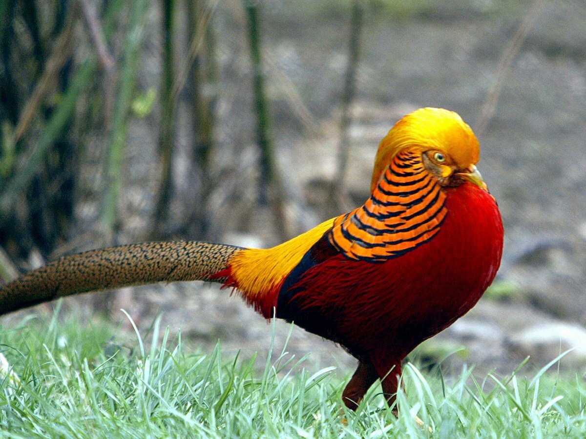 Обои Golden Pheasant