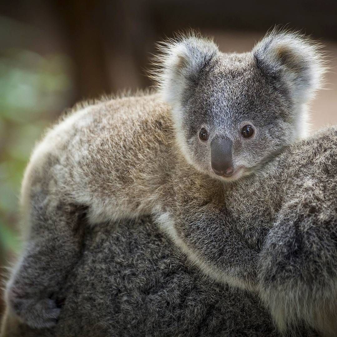 Koala Baby New изделия