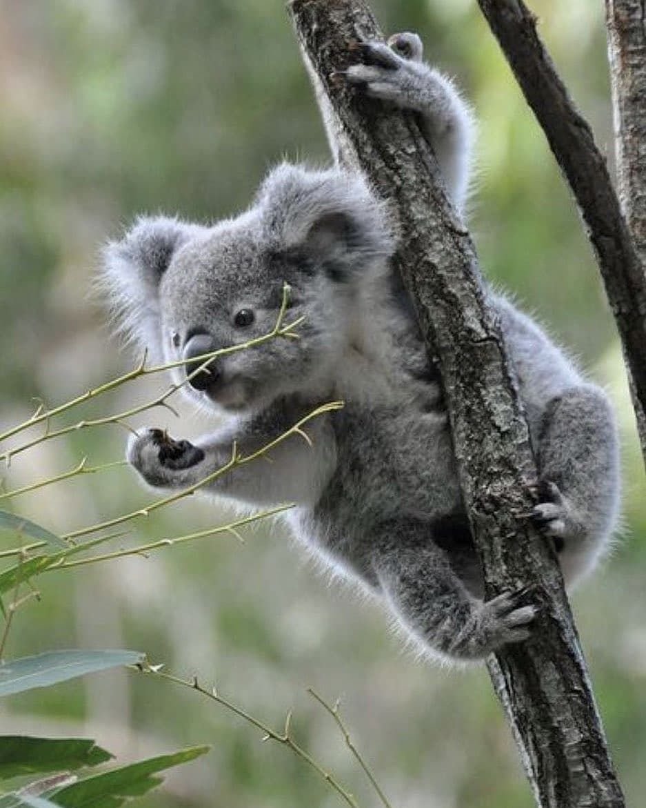 Животные Австралии