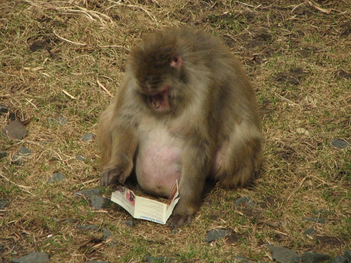 Беременные животные