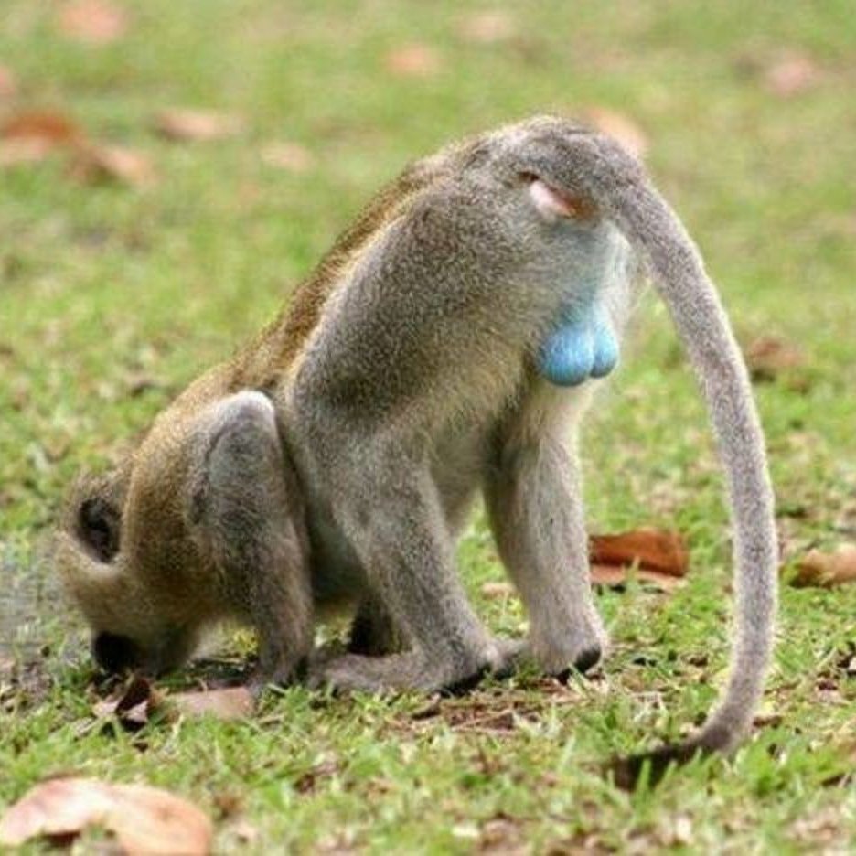 Яички обезьяны