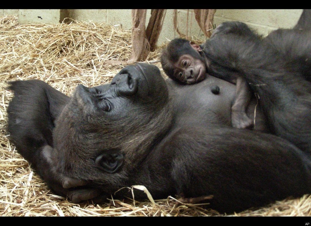 Новорожденный шимпанзе